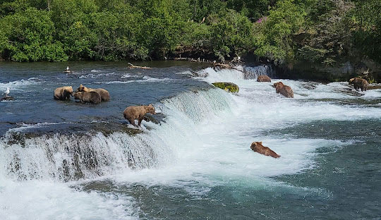 Salmon Run and Bear Fishing Around Anchorage - Anchorage - 1