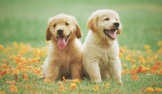 My Desire to Raise a Golden Retriever Keeps Growing - Los Angeles - 1