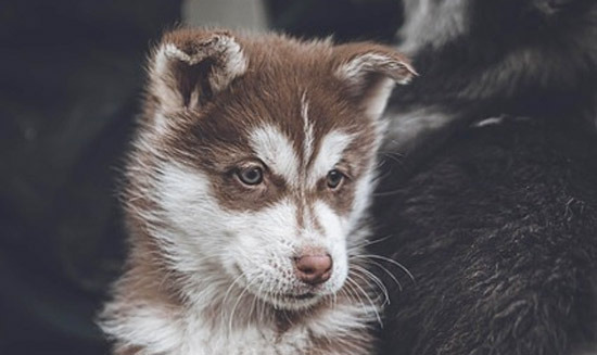 Between a Sweet Fluffball and Happiness: Lessons Learned from Raising a Husky - Tacoma - 1