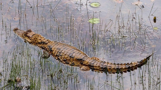 Reasons for Feeling Nervous While Walking by the Lake in Tampa, Florida Alligators - Florida - 1