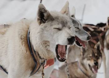 미국 알라스카 평균 기온과 날씨 - Alaska - 1