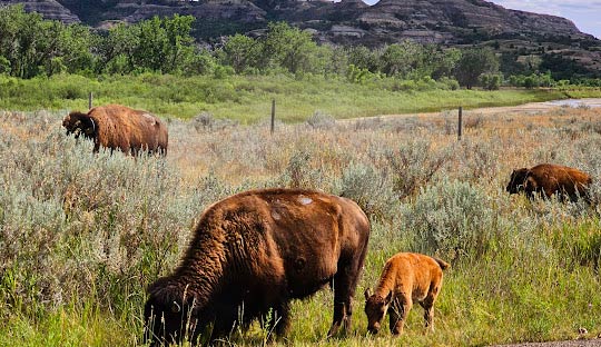 Weather Year-Round in North Carolina - North Dakota - 1