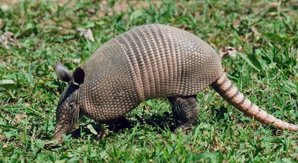남부에 사는 아르마딜로(Armadillo)를 보신적 있나요? - Tennessee - 1