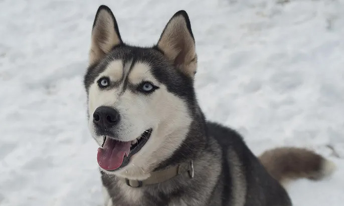 Huskies Aren't Dumb, They're Just Too Smart - Pasadena - 1
