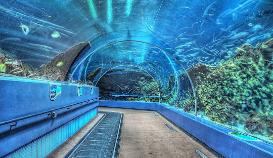 Have You Been to the Georgia Aquarium? - Atlanta - 1