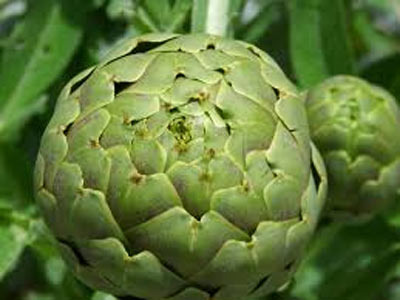 아티초크(Artichoke) 먹어본적 있나요? - New York - 1