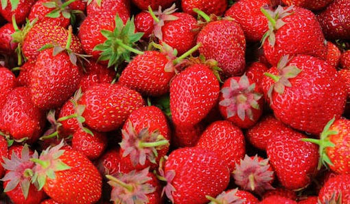 Knowledge About Strawberries, a Popular Fruit in the United States - Lansdale - 1