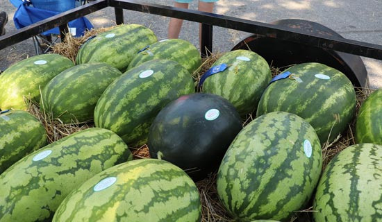 Walmart Protects and Watermelons Smile: A Story of the Arkansas Economy - Arkansas - 2