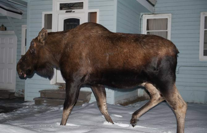Moose 직접 보면 정말 크고 위압감이 장난아닙니다 - Anchorage - 1