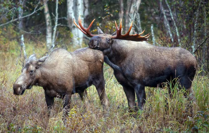Moose 직접 보면 정말 크고 위압감이 장난아닙니다 - Anchorage - 2
