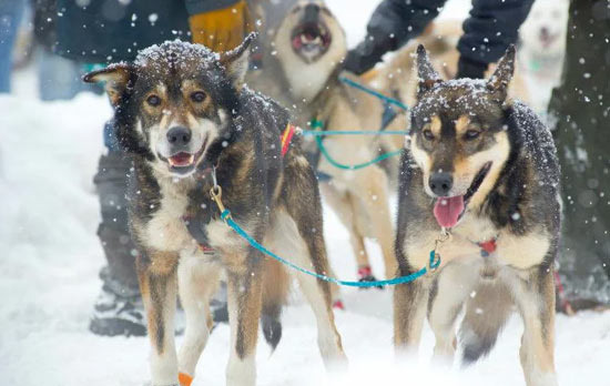 앵커리지 대표 축제 Fur Rondy와 아이디타로드 썰매 경주 - Anchorage - 2