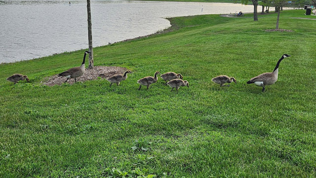 Reasons Why Lake Arlington is a Popular Relaxation Spot - Arlington Heights - 2
