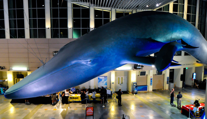 Aquarium of the Pacific - Irvine - 2