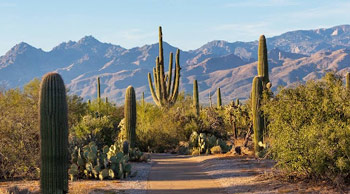 선인장이 많은 사막 지대의 애리조나 주 - Arizona - 1