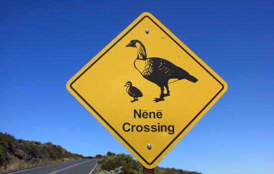 ‘NeNe Crossing’ 은 단순히 교통 표지판이 아닙니다 - Honolulu - 1