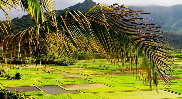마우이(Maui)섬과 오아후(Oʻahu)섬의 농업과 경제  - Kahului - 1