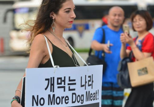 이제는 “한국에서도 개고기는 불법이야” 할 수 있어요 - San Diego - 1