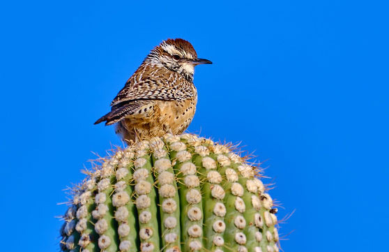 If you see a bird on a cactus, it's the Cactus Wren - Tucson - 1
