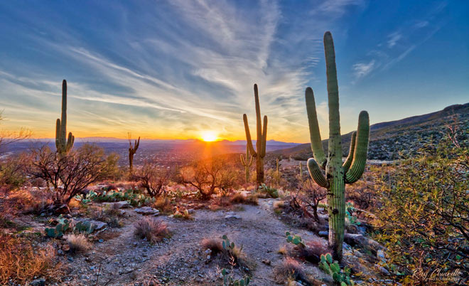 Do You Know How Diverse and Long-Lived Arizona Cacti Are? - Arizona - 1