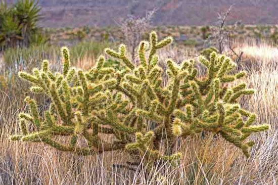 Do You Know How Diverse and Long-Lived Arizona Cacti Are? - Arizona - 2