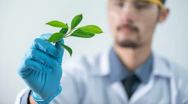 Is There a Reason to Eat Green Vegetables? - Los Angeles - 1