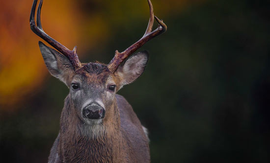 When Does Blue Bell's ‘Deer Hunting Season’ Start? - Blue Bell - 1