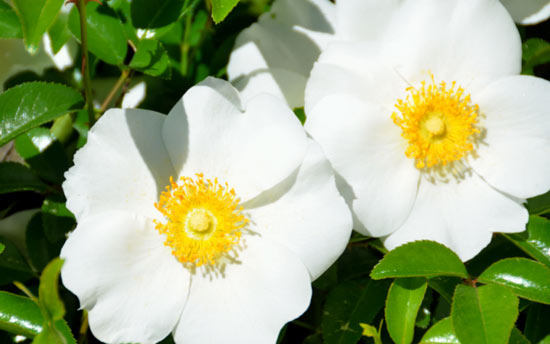 The Story of Georgia's State Flower, the Cherokee Rose - Georgia - 1