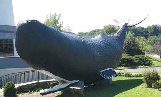 하트퍼드에서 만난 Giant Sperm Whale - Hartford - 1