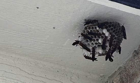 Distinguishing Types of Bee Nests That Can Be Confusing in Houston - Houston - 1