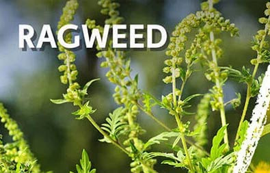 Rancho Cucamonga: Caution for Pollen, Bugs, and Allergies - Rancho Cucamonga - 1
