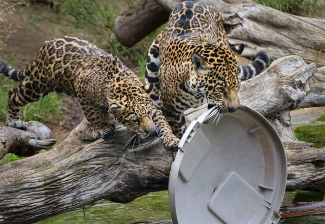 Late Review of San Diego Zoo Visit - San Diego - 3
