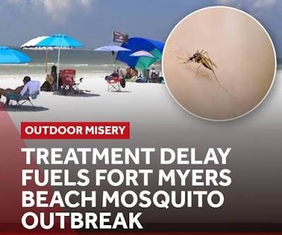 포트마이어스에서 조심해야 할 벌레와 건강 위험들 - Fort Myers - 1