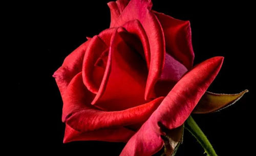 What is the Background of the Rose Being Designated as the National Flower of the United States? - Houston - 1