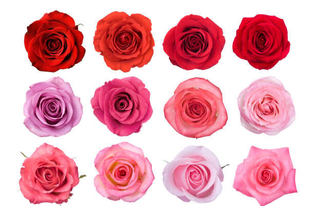 What is the Background of the Rose Being Designated as the National Flower of the United States? - Houston - 2
