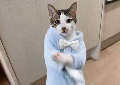요즘 고양이 춤추는 AI 때문에 램 가격이 미쳤다 - Fairfax - 1