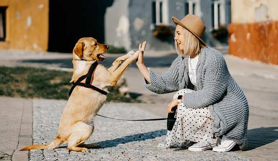 After my dog passed away, I can’t help but cry when I see someone else's similar dog - Downey - 1