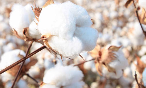 The Relationship Between San Antonio's History and Texas Cotton Cultivation - San Antonio - 1