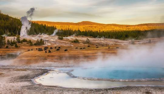 옐로스톤 국립공원(Yellowstone National Park) 정보 - Wyoming - 2