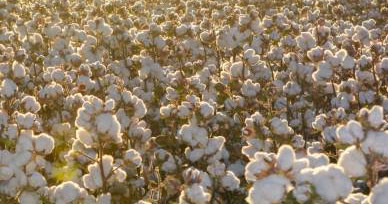 A New Leap in Alabama's Cotton Industry - Birmingham - 1