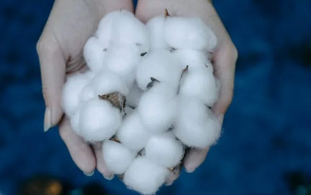 Is Cotton Cultivation Happening in California? - California - 1