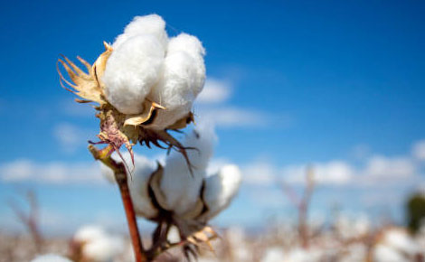 Georgia, a Leading Cotton Producing State in the U.S. - Georgia - 1
